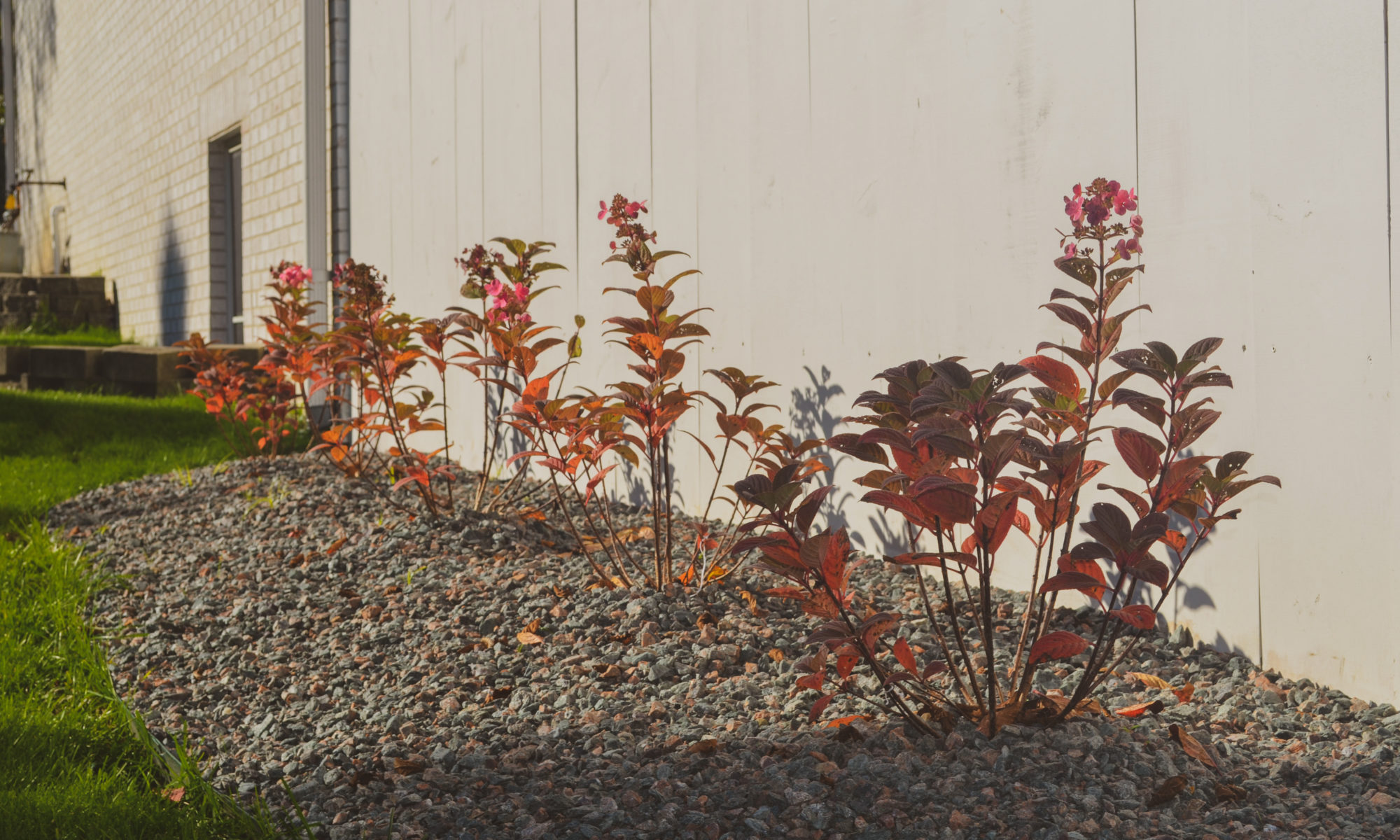 Precision Outdoors Poolside Landscaping Project Custom landscaping plants shrubs small boulders indianapolis Indiana dream backyard