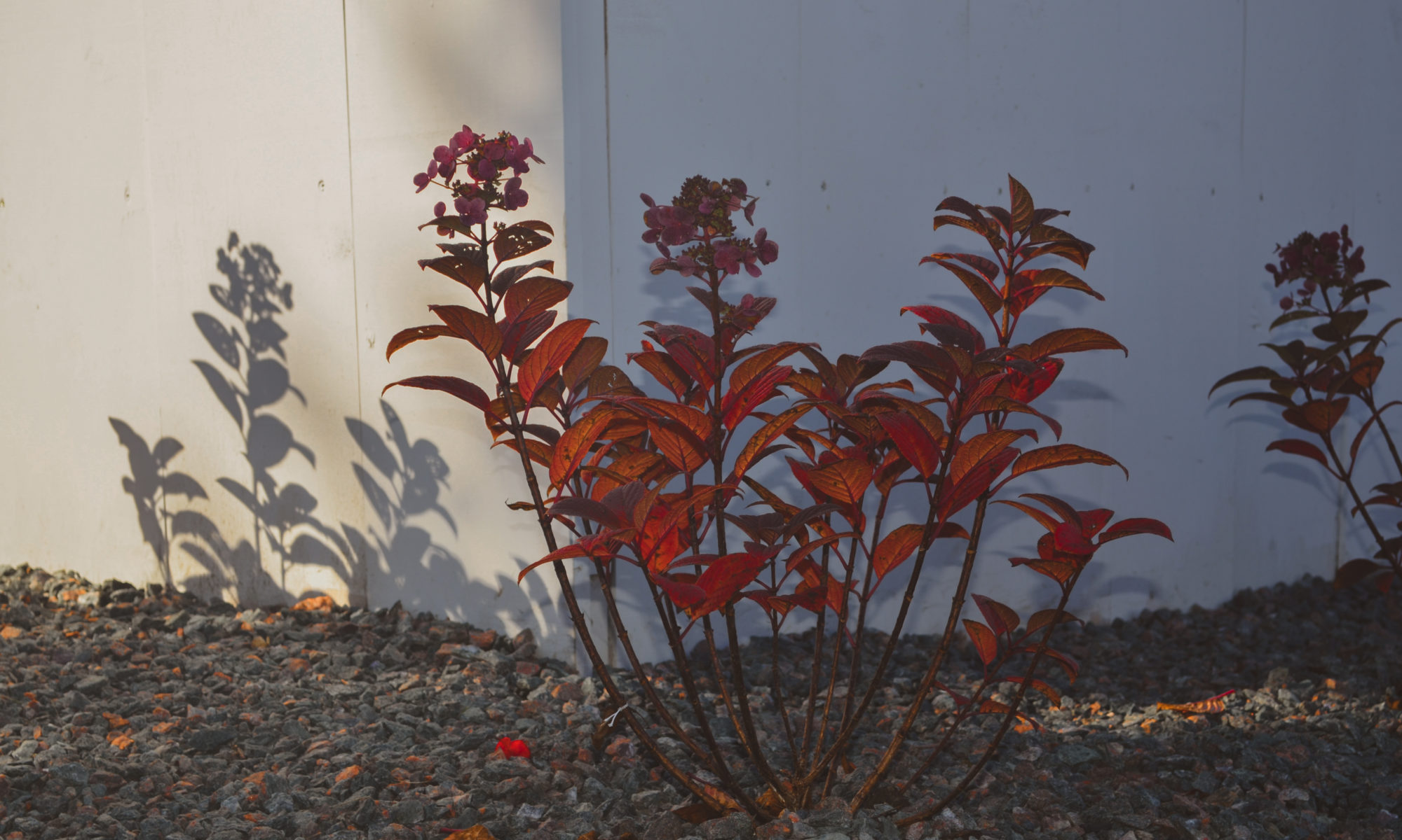 Precision Outdoors Poolside Landscaping Project Custom landscaping plants shrubs small boulders indianapolis Indiana dream backyard